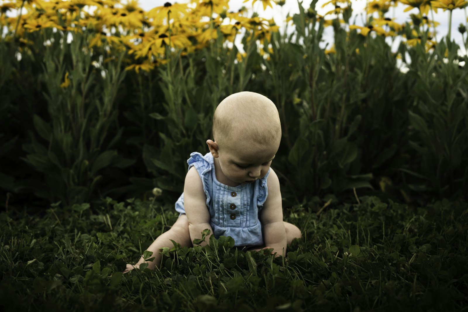 A baby sitting in a field of yellow wildflowers