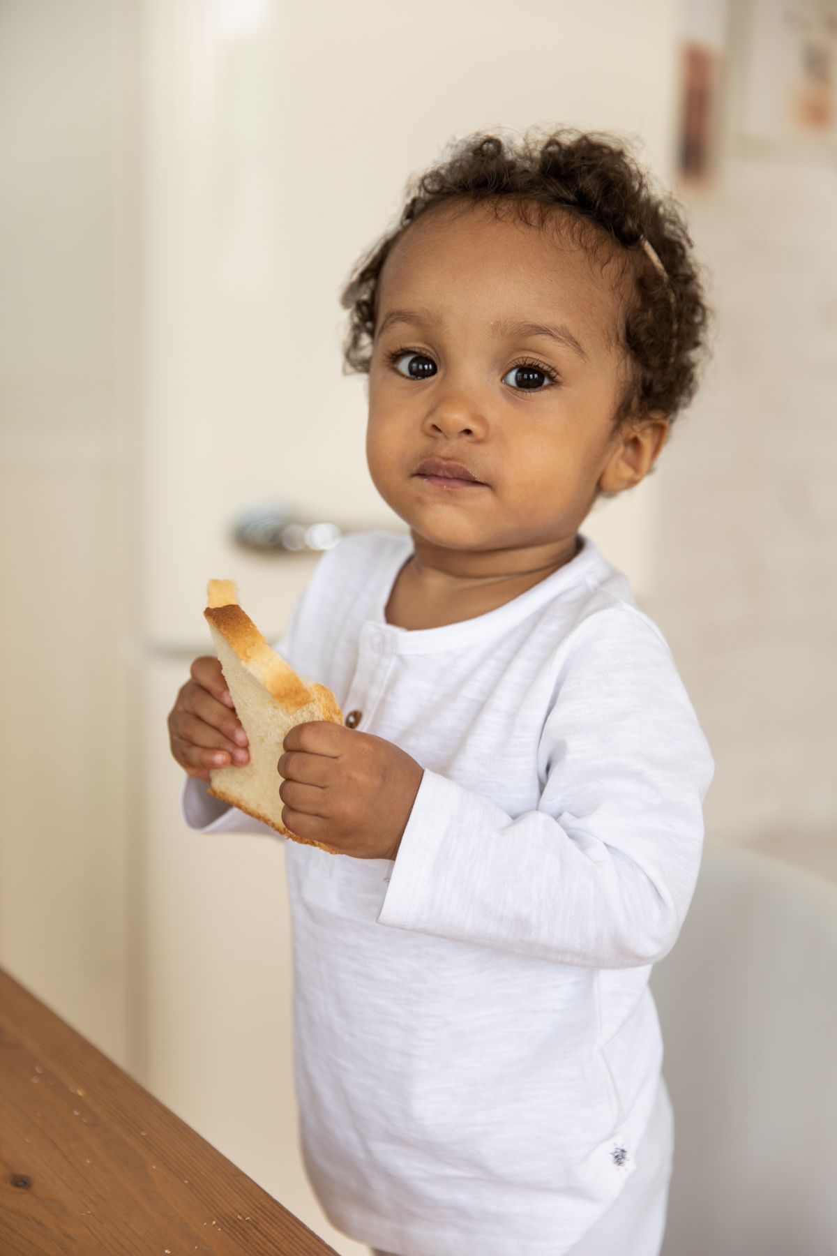A toddler intently holding and eating a piece of bread